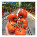 https://www.bossgoo.com/product-detail/hydroponic-systems-polycarbonate-greenhouse-for-tomato-62881859.html